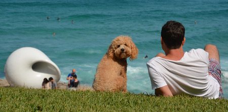 Sydney, Australia - Oct 25, 2015.  A man, a dog and a sculpture. Sculpture by the Sea along the Bondi to Coogee coastal walk is the world's largest free to the public sculpture exhibitions.のeditorial素材
