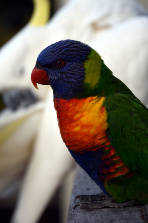 Colorful Rainbow Lorikeet (Trichoglossus haematodus), cockatoos in the backgroundの写真素材