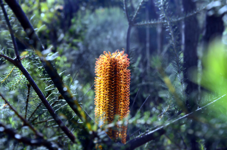 Closeup of a golden bottle brush. Australian Native flower, orange bottlebrush shrub flowering. Banksia ericifolia with orange flower.の写真素材