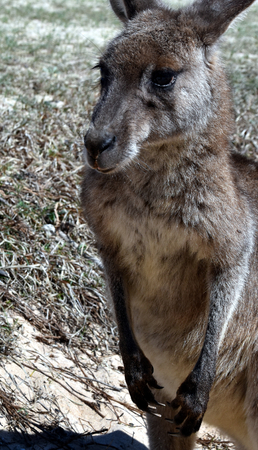 Closeup of Eastern Grey Kangaroo (Macropus giganteus) on Pebbly beach, NSW, Australiaの写真素材
