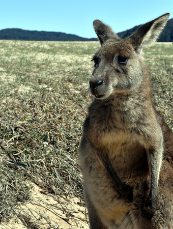 Closeup of Eastern Grey Kangaroo (Macropus giganteus) on Pebbly beach, NSW, Australiaの写真素材