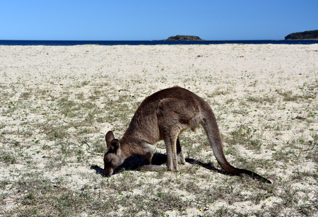 Closeup of Eastern Grey Kangaroo (Macropus giganteus) on Pebbly beach, NSW, Australiaの写真素材