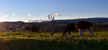 Cows on the farm in Shoalhaven, South Coast, NSW, Australiaの写真素材