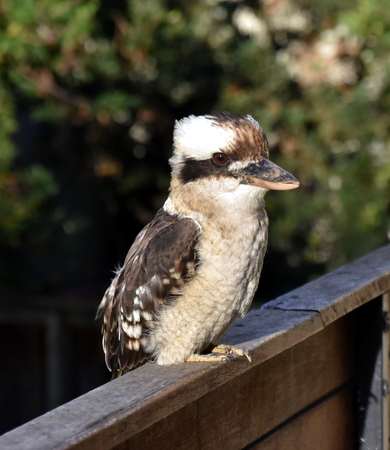 Portrait of an Australian Laughing Kookaburra. Terrestrial tree kingfishers of the genus Dacelo native to Australia.の写真素材