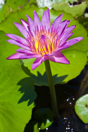 pink lotusの写真素材