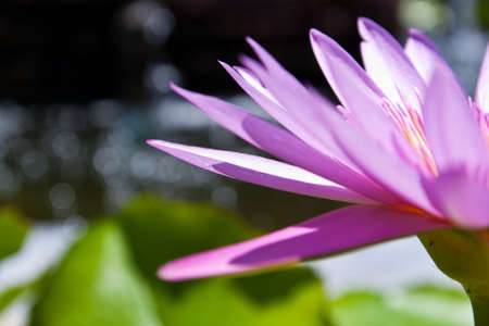 lotus flower blossomの写真素材