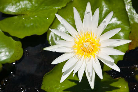 White lotusの写真素材