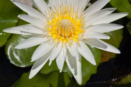 White lotusの写真素材