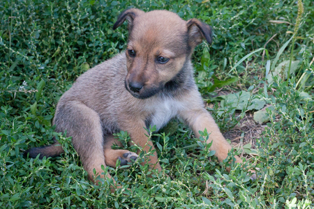 Small  Cute Puppy in the Green Grassの写真素材