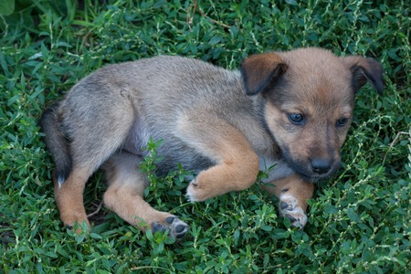 Small  Cute Puppy in the Green Grassの写真素材