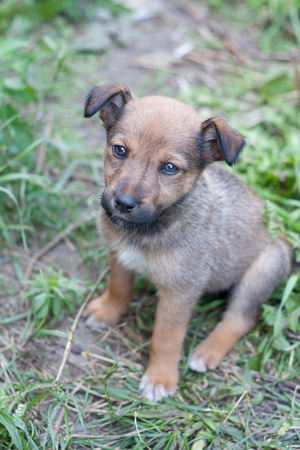 Small  Cute Puppy in the Green Grassの写真素材