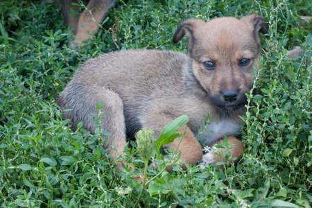 Small  Cute Puppy in the Green Grassの写真素材