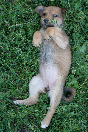 Small  Cute Puppy in the Green Grassの写真素材