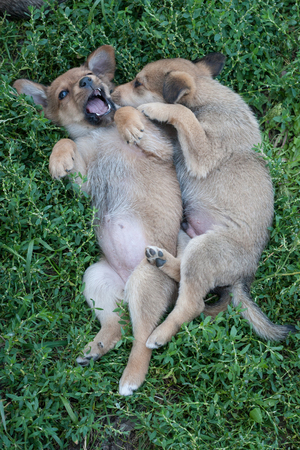 Small  Cute Puppy in the Green Grassの写真素材