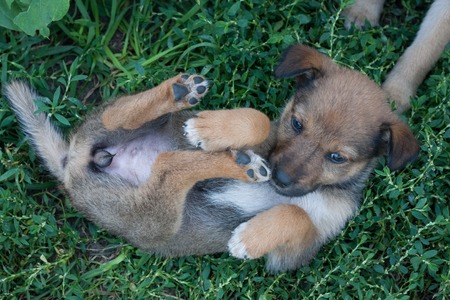 Small  Cute Puppy in the Green Grassの写真素材