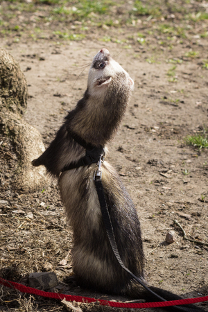 Series. Ferrets at the walk with the girl.の写真素材