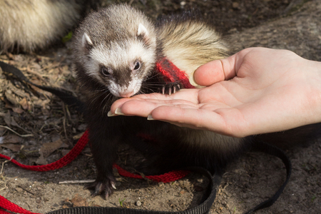 Series. Ferrets at the walk with the girl.の写真素材