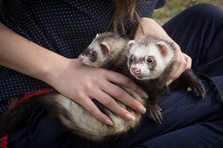 Series. Ferrets at the walk with the girl.の写真素材