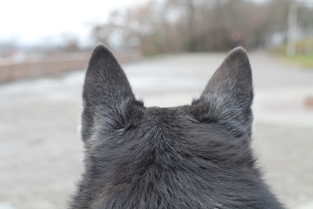 Back of the head and ears of a dog close up. Back view. Blurry.