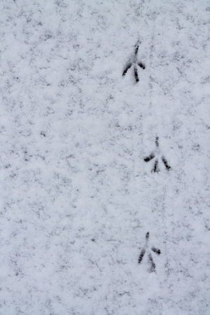 Bird Tracks in the Snow.  Top View. Winter walkの写真素材