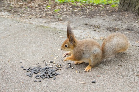 Cute Squirrel eating sunflower seeds in park.の写真素材