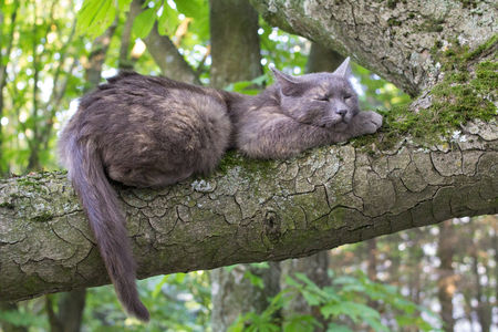Sleeping Cat at a Tree Branch at Blurred Backgroundの写真素材