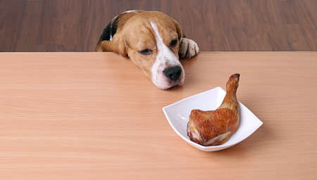 Hungry sad dog in front of dish on table and looking at piece of chickenの写真素材