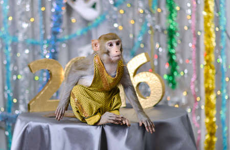 greeting new year card with well-dressed monkey on silver table, numbersの写真素材