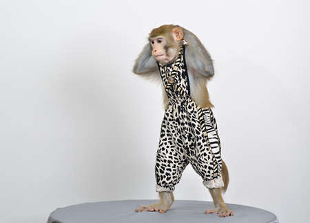 Close-up of a young dressed alive monkey on white backgroundの写真素材