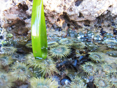 Pool of Anemoneの写真素材