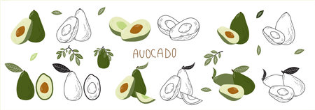 Avocado hand drawn illustration. avocado frame. Colored illustration. Can be used for packaging...