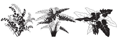 graphic elements for illustration and design black sketch ,indoor flowers, Ficus benjamina, Philodendronのイラスト素材