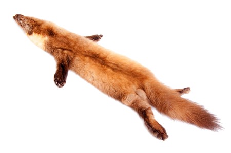  fur of a marten. Studio shot, over whiteの写真素材