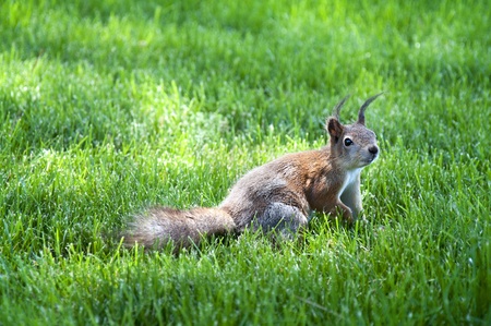 Little Eurasian red squirrel on a grass in national parkの写真素材