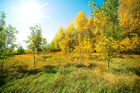 Landscape. Beautiful view of wood and grass at autumn dayの写真素材