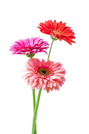Bouquet of Three gerbera flowers isolated on white backgroundの写真素材