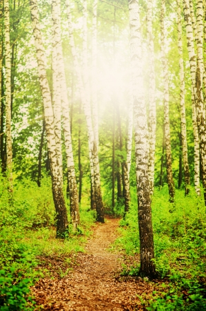Summer landscape. path in Birch forest and the sunの写真素材