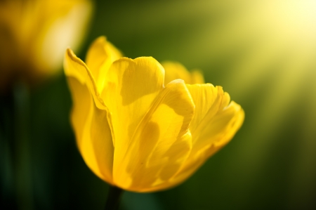 Yellow tulip flowers on meadow - defocus blur summer natural background の写真素材