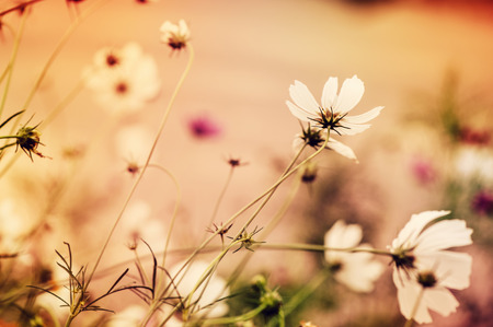 Fantastic art - defocus floral background with unreal color filtersの写真素材