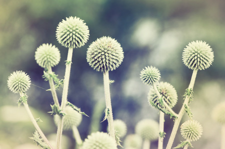 round prickly green plant outdoor