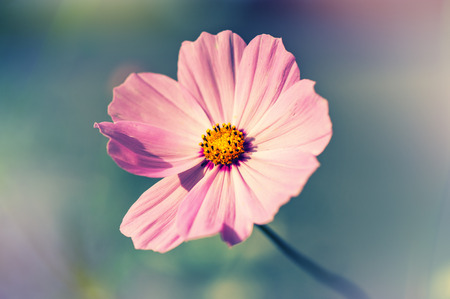 Purple spring flower and copy spaceの写真素材