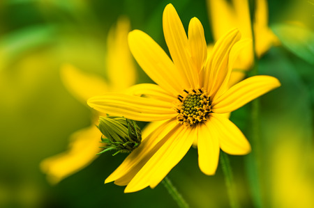 Beautiful floral background. Yellow flower on green spring meadow