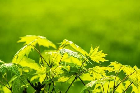 Defocus beautiful view for background. fresh new green leaves の写真素材