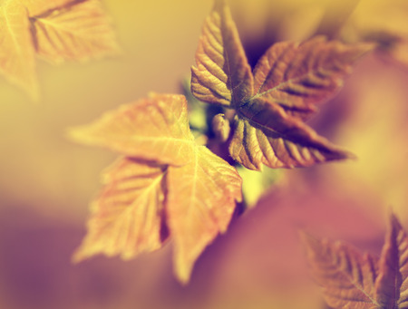 Defocus blur purple floral backgroundの写真素材