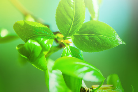 Defocus view for background. fresh new green leaves glowing in sunlight.