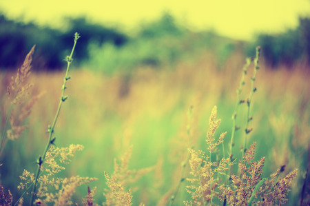 Defocus blur beautiful floral background. Meadow and copy spaceの写真素材