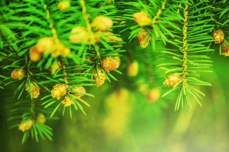 Young shoots of pine trees in the forest spring の写真素材