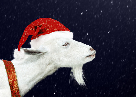 Young White goat wearing santa claus hat and christmas ribbon. New years night and snow flackesの写真素材