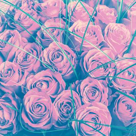 Big bunch of beautiful pink roses. A lot of flowers - floral background in retro style tonal correctionの写真素材
