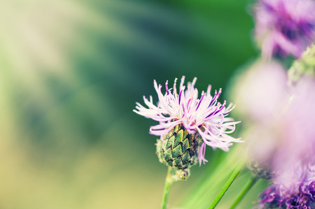 Defocus view of spring pink flower of greater burdock on blur background for copy space. Tonal correctionの写真素材